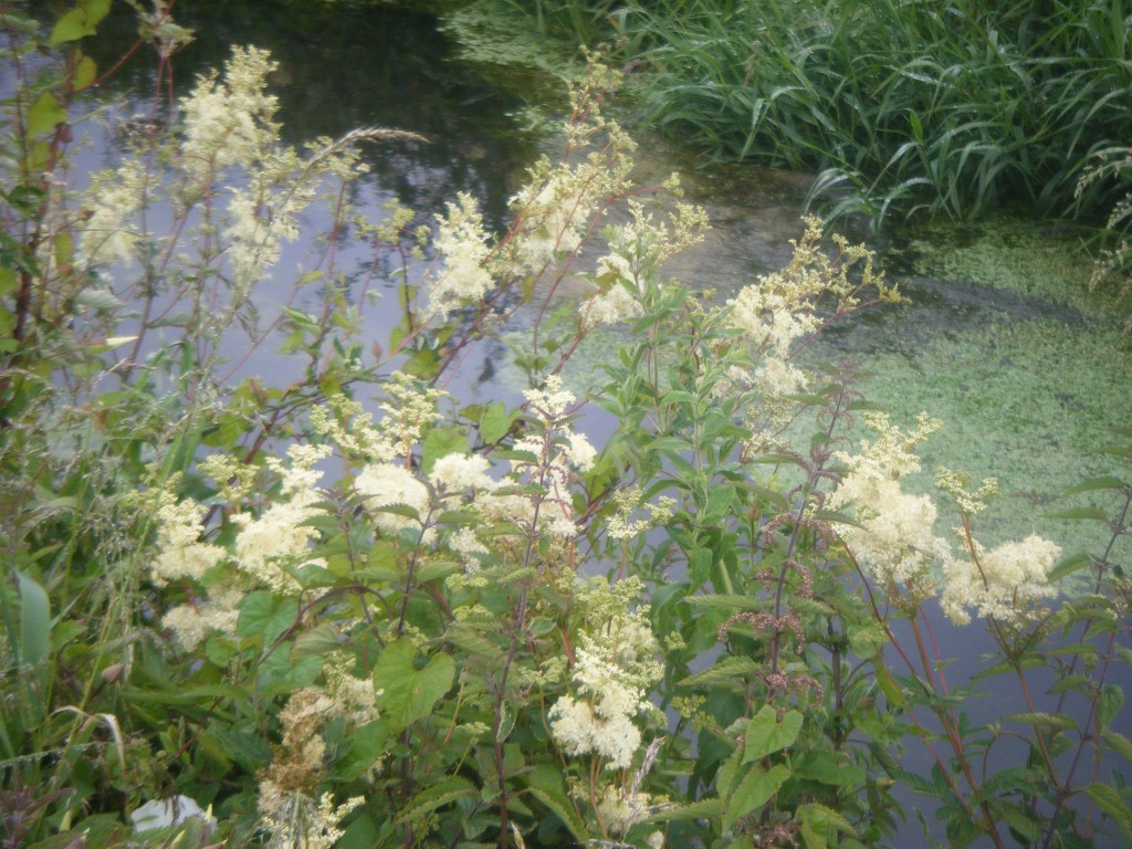Local Herbs – Filipendula ulmaria