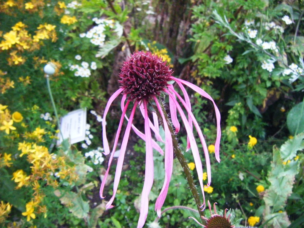 Echinacea angustifolia