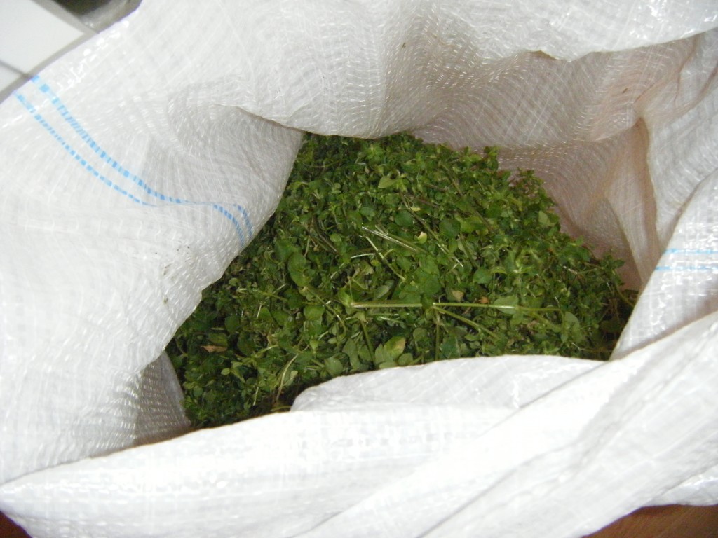 Chickweed Infused Oil