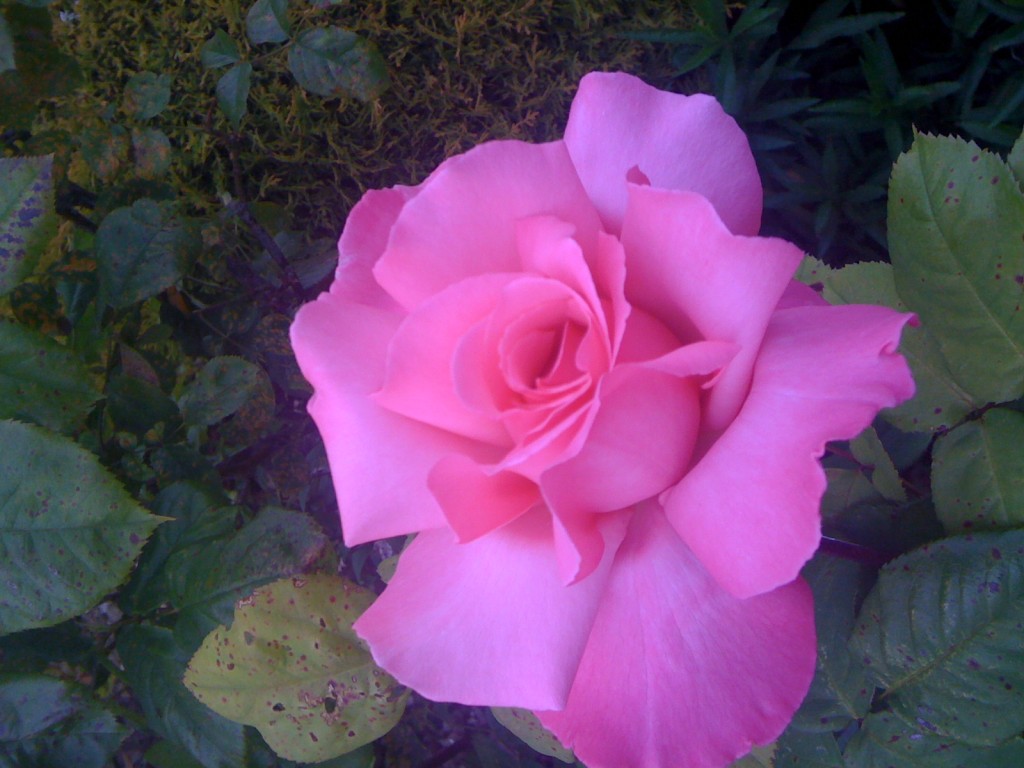 rosa