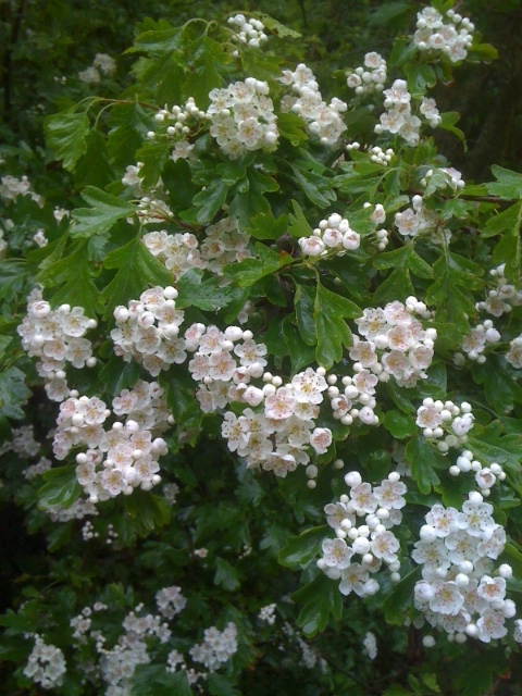 hawthorn