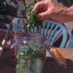 Add chopped herb to jar, packing down as much as possible
