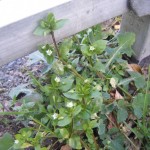 Chickweed: Stellaria media. Juice those fleshy leaves to get a bright green juice to add to creams for itchy skin