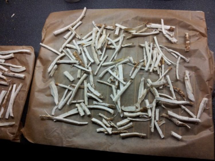 How to make Marshmallow root and Mullein flower syrup Andrea Hughes