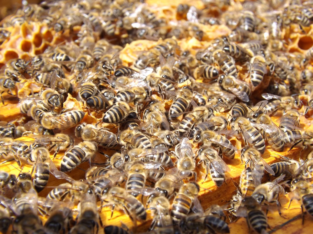 busy bee