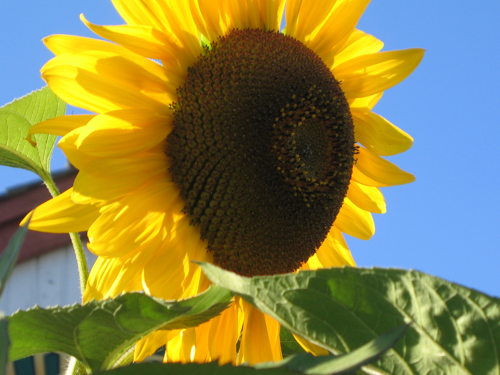 vitamin-d-testing-dose-levels.